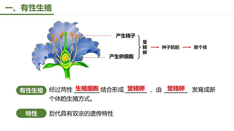 第一节 植物的生殖 课件2022第4页