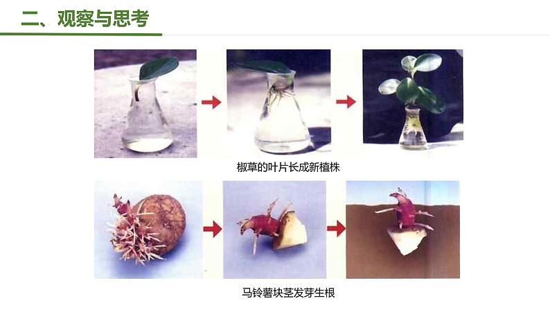 第一节 植物的生殖 课件2022第5页