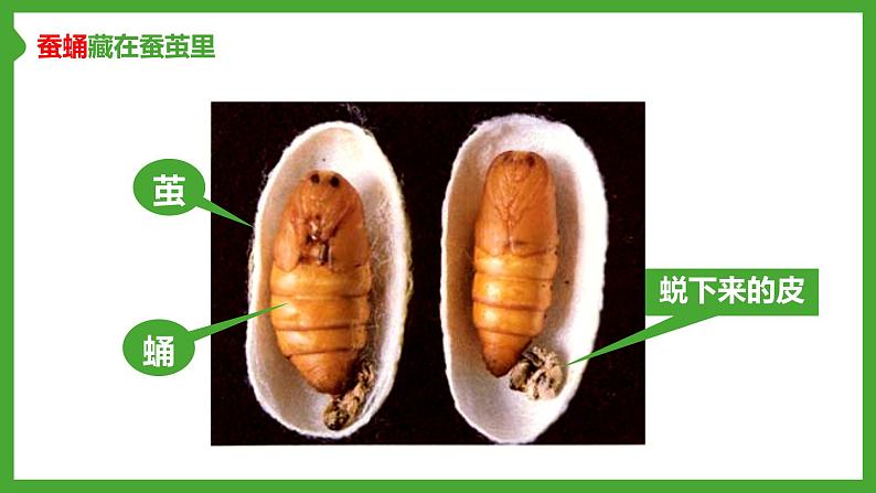 第二节 昆虫的生殖和发育 课件2022第7页