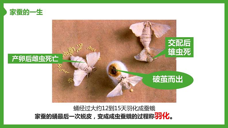 第二节 昆虫的生殖和发育 课件2022第8页