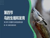 第四节 鸟的生殖和发育2022课件PPT