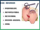 第四节 鸟的生殖和发育2022课件PPT