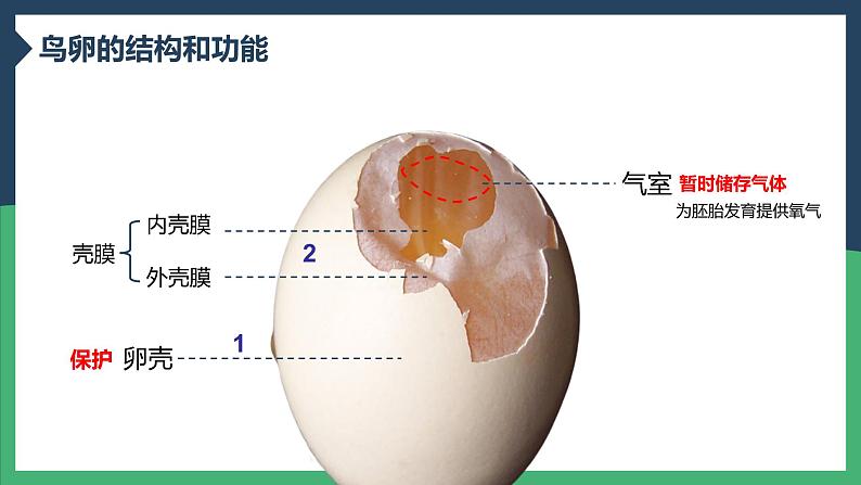 第四节 鸟的生殖和发育2022课件PPT07