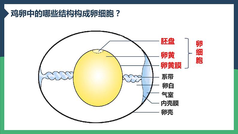 第四节 鸟的生殖和发育2022课件PPT08