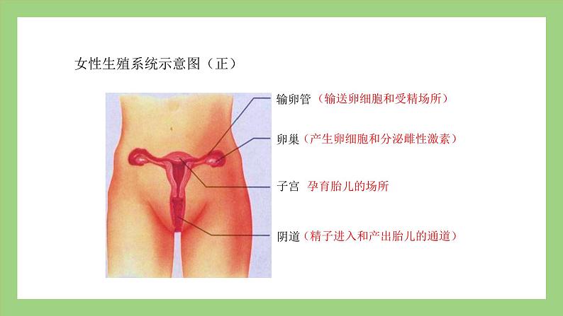 人教版七年级下册生物 4.1.2人的生殖（课件）08