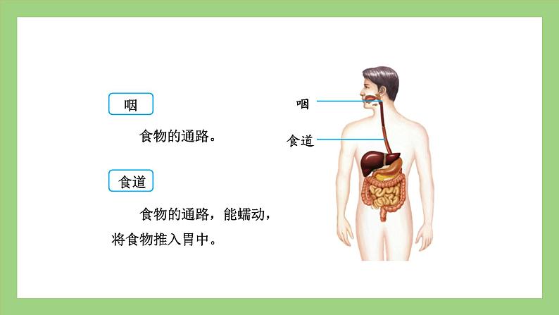 人教版七年级下册生物 4.2.2消化和吸收（第2课时）（课件）第5页