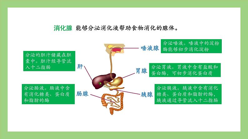 人教版七年级下册生物 4.2.2（第1课时）消化和吸收（课件）06