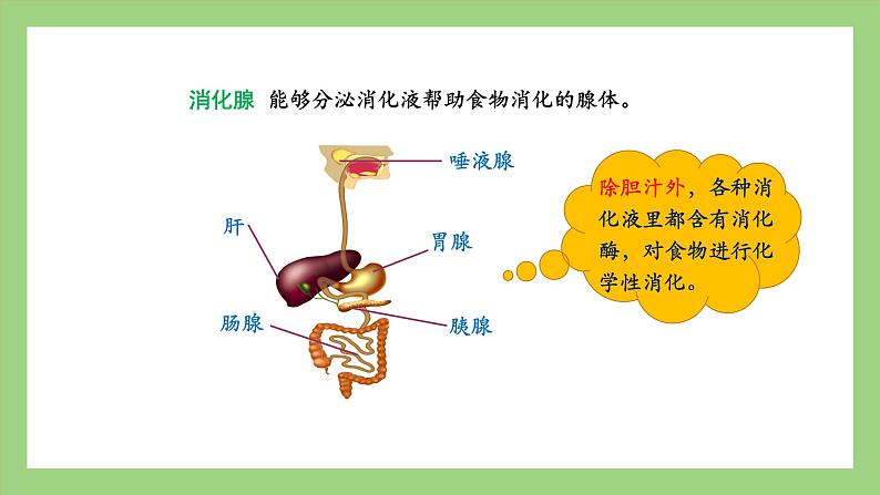人教版七年级下册生物 4.2.2（第1课时）消化和吸收（课件）07
