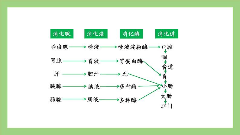 人教版七年级下册生物 4.2.2（第1课时）消化和吸收（课件）08