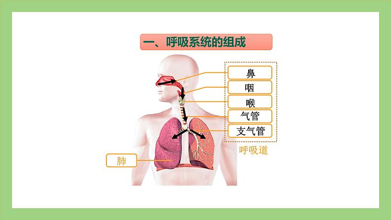 人教版七年级下册生物 4.3.1呼吸道对空气的处理（课件）03