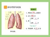人教版七年级下册生物 4.3.2发生在肺内的气体交换（课件）