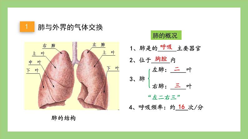 人教版七年级下册生物 4.3.2发生在肺内的气体交换（课件）第4页