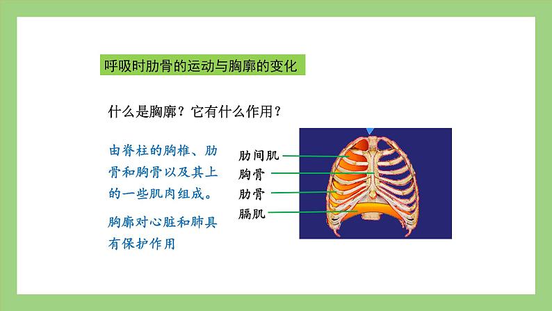 人教版七年级下册生物 4.3.2发生在肺内的气体交换（课件）第6页