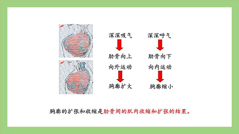 人教版七年级下册生物 4.3.2发生在肺内的气体交换（课件）第8页