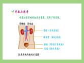 人教版七年级下册生物 4.5人体内废物的排出（课件）