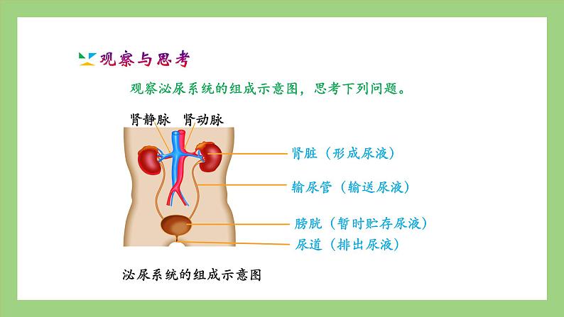 人教版七年级下册生物 4.5人体内废物的排出（课件）第5页