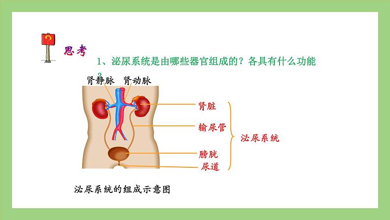 人教版七年级下册生物 4.5人体内废物的排出（课件）第6页