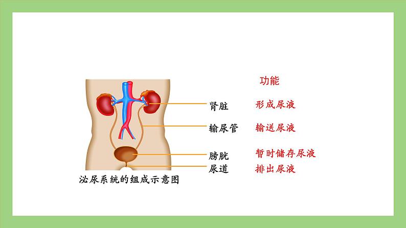 人教版七年级下册生物 4.5人体内废物的排出（课件）第7页