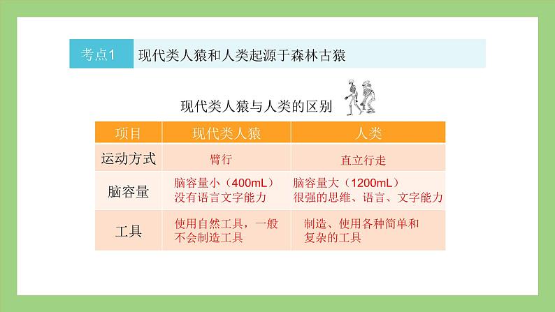 人教版七年级下册生物 期末复习 专题一 人的由来（课件）07