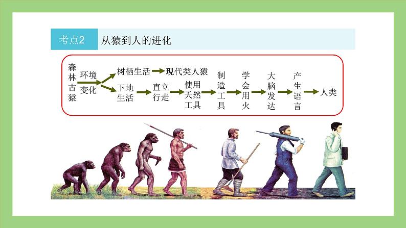 人教版七年级下册生物 期末复习 专题一 人的由来（课件）08