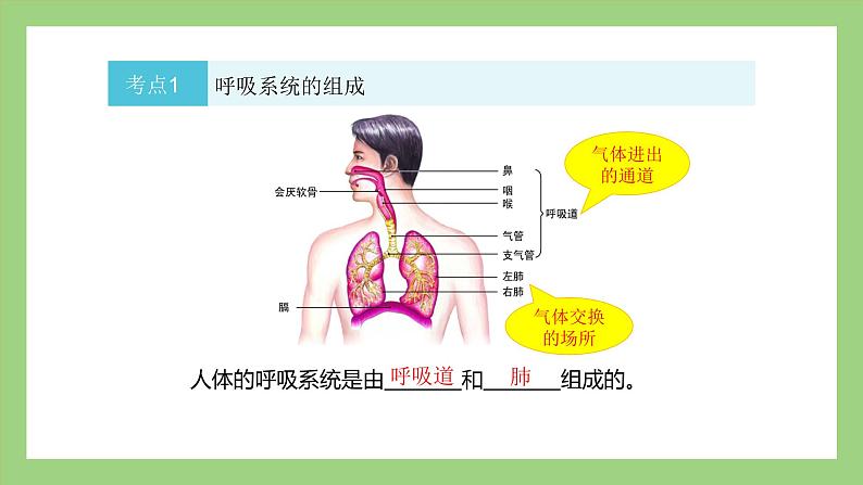 人教版七年级下册生物 期末复习 专题三 人的呼吸（课件）第5页