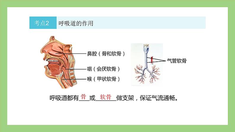 人教版七年级下册生物 期末复习 专题三 人的呼吸（课件）第6页