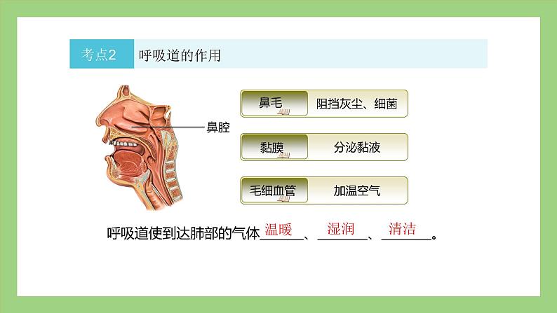 人教版七年级下册生物 期末复习 专题三 人的呼吸（课件）第7页