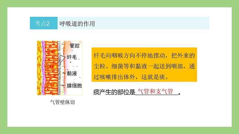 人教版七年级下册生物 期末复习 专题三 人的呼吸（课件）第8页