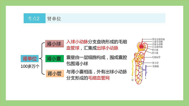 人教版七年级下册生物 期末复习 专题五 人体内废物的排出（课件）第7页