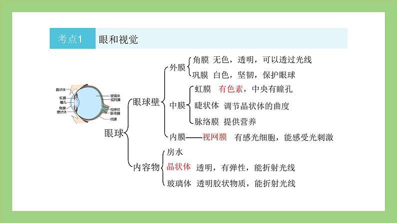 人教版七年级下册生物 期末复习 专题六 人体生命活动的调节和人类对生物圈的影响（课件）第6页