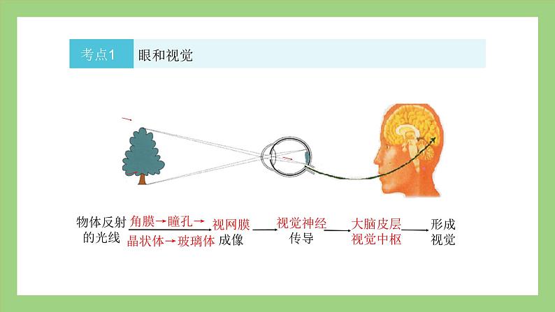 人教版七年级下册生物 期末复习 专题六 人体生命活动的调节和人类对生物圈的影响（课件）第7页