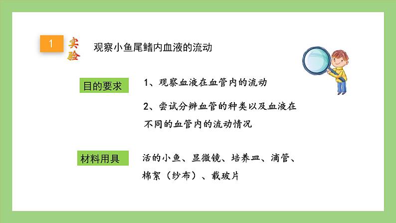 人教版七年级下册生物 4.4.2血流的管道——血管（课件）第4页