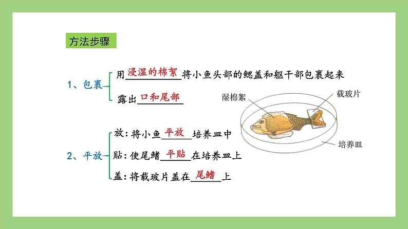 人教版七年级下册生物 4.4.2血流的管道——血管（课件）第6页