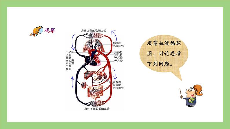 人教版七年级下册生物 4.4.3第2课时）输送血液的泵——心脏（（课件）05