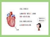 人教版七年级下册生物 4.4.3（第1课时）输送血液的泵——心脏（课件）