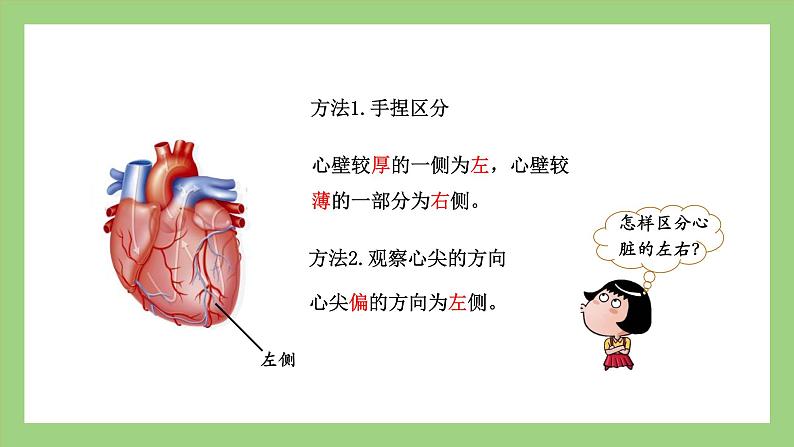 人教版七年级下册生物 4.4.3（第1课时）输送血液的泵——心脏（课件）05