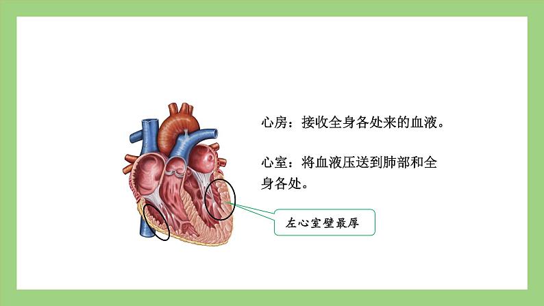 人教版七年级下册生物 4.4.3（第1课时）输送血液的泵——心脏（课件）06