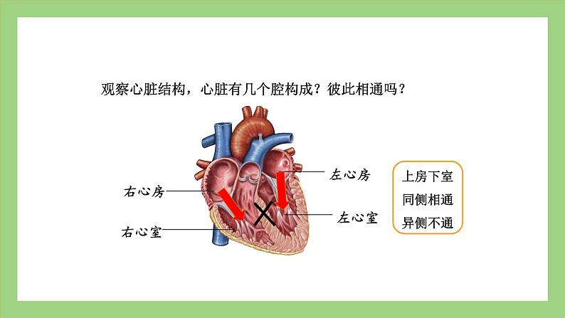 人教版七年级下册生物 4.4.3（第1课时）输送血液的泵——心脏（课件）07