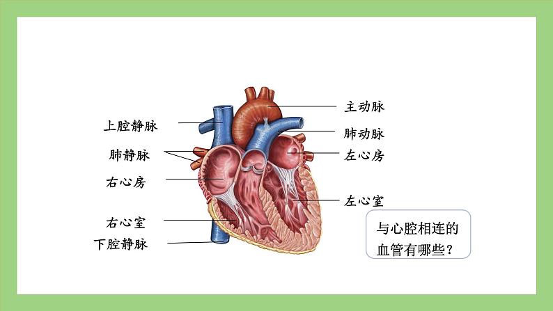 人教版七年级下册生物 4.4.3（第1课时）输送血液的泵——心脏（课件）08