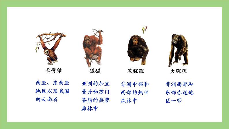 人教版七年级下册生物 4.1.1人类的起源和发展（课件）第6页