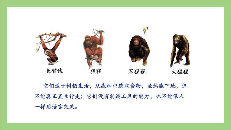 人教版七年级下册生物 4.1.1人类的起源和发展（课件）第7页