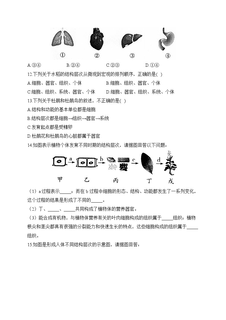 2023届中考生物高频考点专项练习：专题四 考点09 动、植物体的结构层次（A卷）第2页