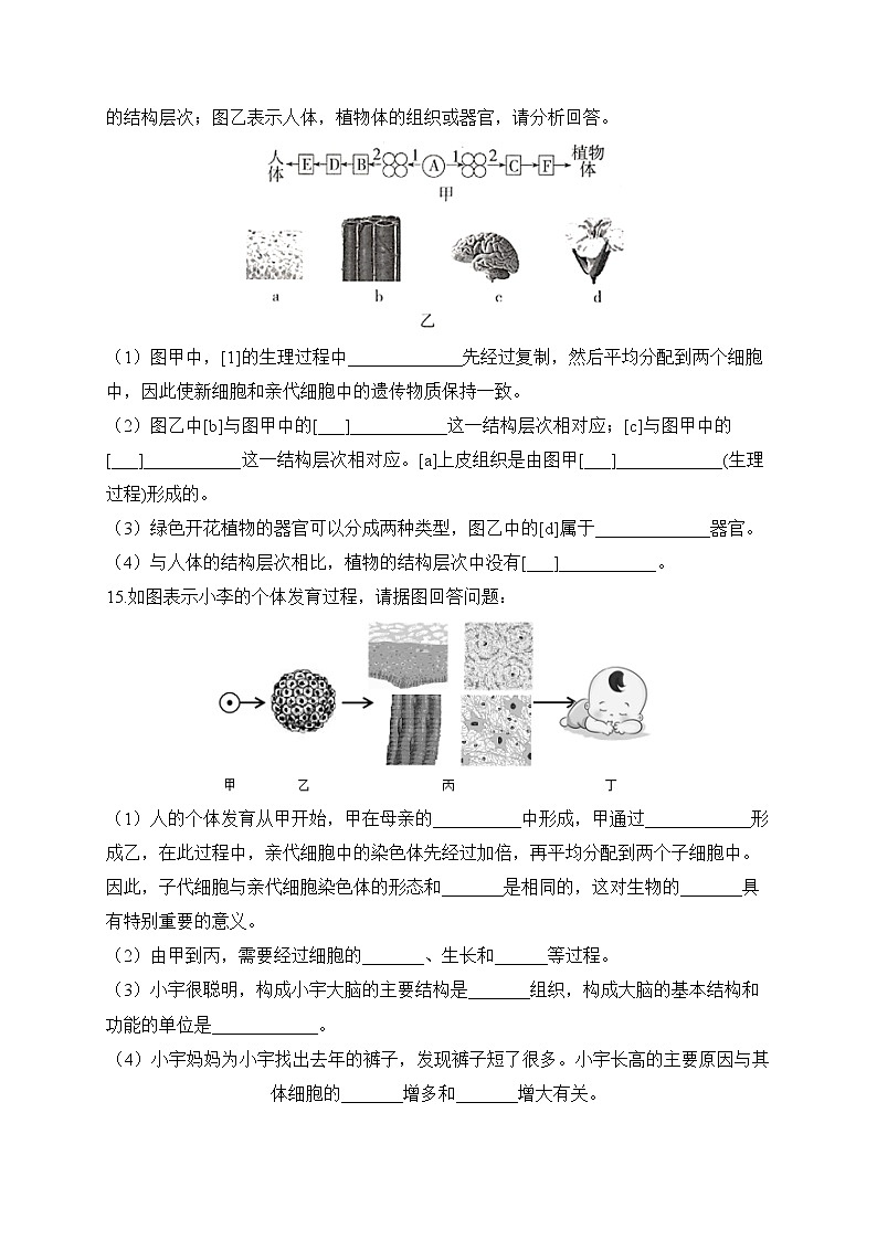 2023届中考生物高频考点专项练习：专题四 考点09 动、植物体的结构层次（B卷）第3页