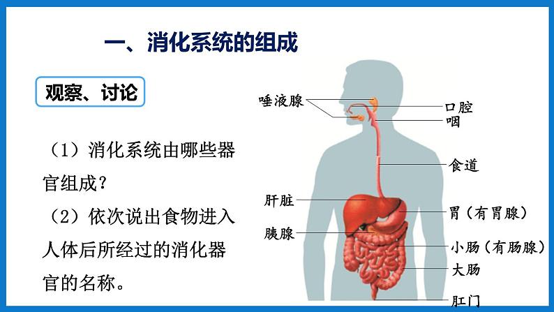 3.1.2（第1课时）消化和吸收 （课件）济南版生物七年级下册04