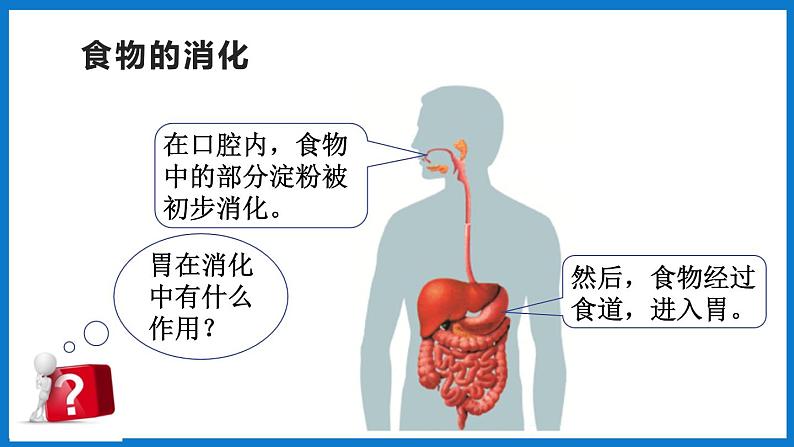 3.1.2（第2课时）消化和吸收 （课件）济南版生物七年级下册第2页