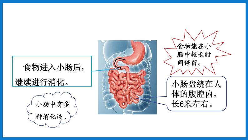 3.1.2（第2课时）消化和吸收 （课件）济南版生物七年级下册第6页