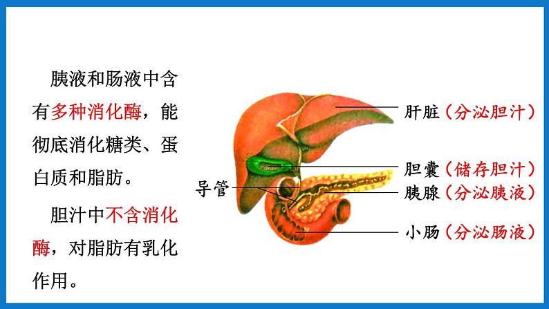 3.1.2（第2课时）消化和吸收 （课件）济南版生物七年级下册第7页