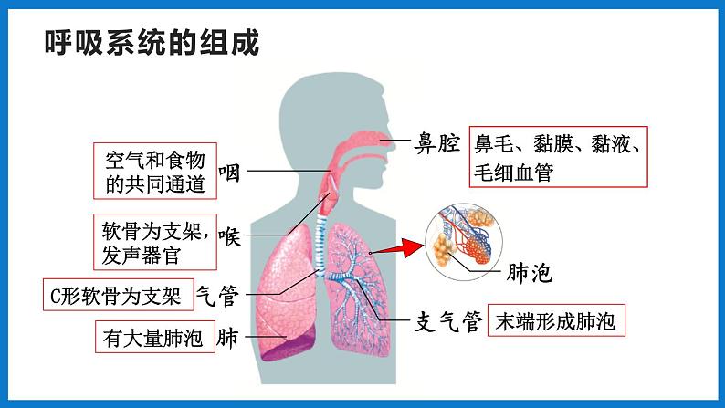 3.2.1 人体与外界的气体交换（第1课时）（课件）济南版生物七年级下册04