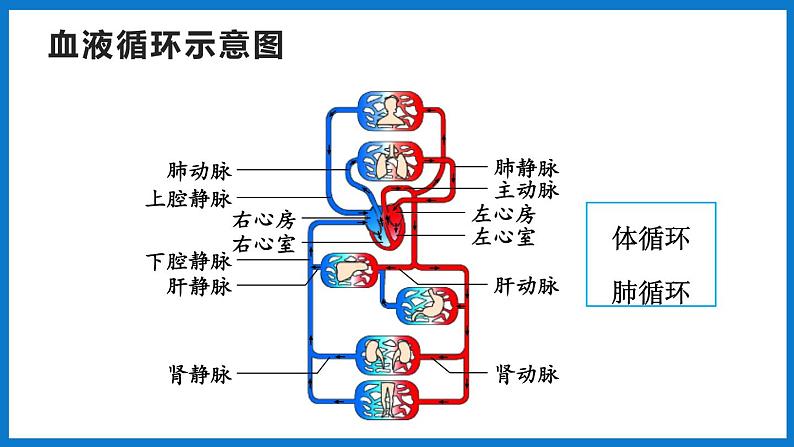 3.3.3 物质运输的途径（课件）济南版生物七年级下册04