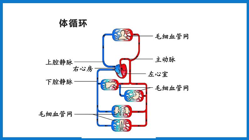 3.3.3 物质运输的途径（课件）济南版生物七年级下册05